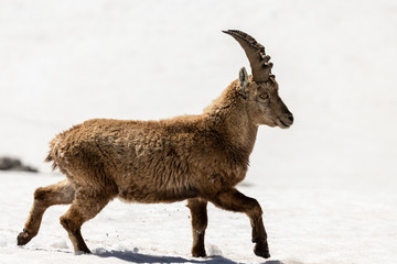 Ibexes running in the snow, Grand Veymont, Vercors, France