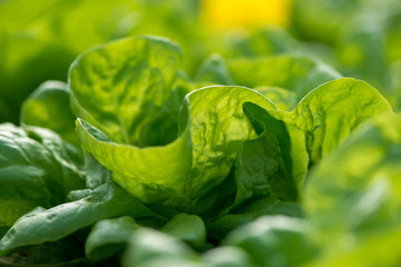 Close up of fresh organic lettuce growing in a greenhouse - selective focus