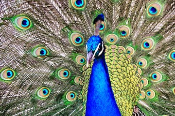 Obraz premium peacock with feathers