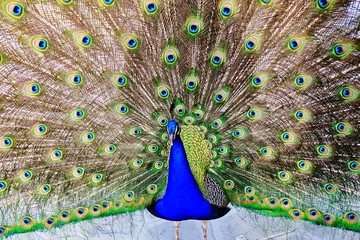 Naklejka premium peacock with feathers