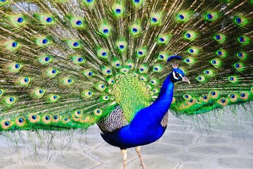 peacock with feathers
