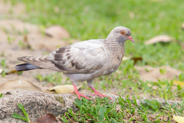 Beautiful pigeon bird walking on the ground.