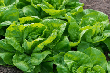 Close up of fresh organic lettuce growing in a greenhouse - selective focus