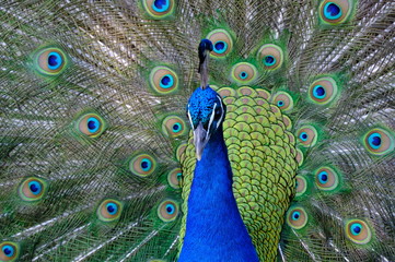 Obraz premium peacock with feathers