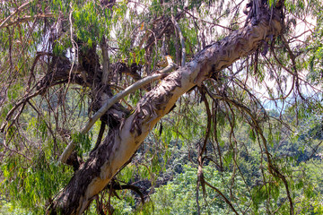 green trees in the park. Exotic trees against the sky.
