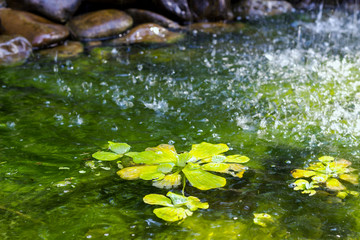 Stones close-up in the water. Splashes of water on a background of stones.