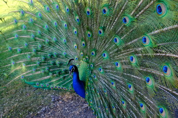 Obraz premium peacock with feathers