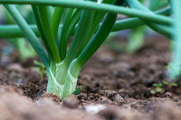 Obraz premium Close-up of organic onion plants growng in a greenhouse - selective focus