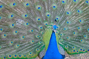 Obraz premium peacock with feathers