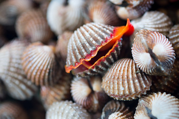 Soft focus of steamed cockles