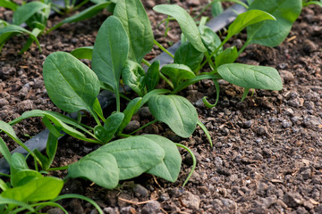 Young fresh organic spinach plants and drip irrigation system in a greenhouse - selective focus