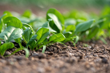 Young fresh organic spinach plants and drip irrigation system in a greenhouse - selective focus