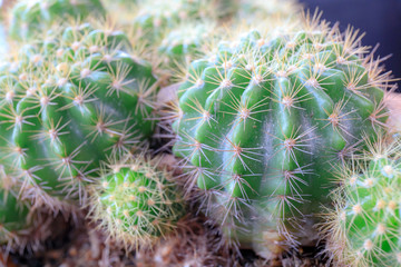 Macro shot of cactus