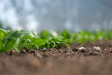 Young fresh organic spinach plants and drip irrigation system in a greenhouse - selective focus