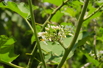 Obraz premium Eggplant and eggplant flowers