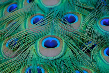 Fototapeta premium peacock with feathers