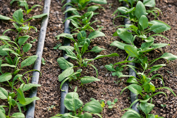 Young fresh organic spinach plants and drip irrigation system in a greenhouse - selective focus