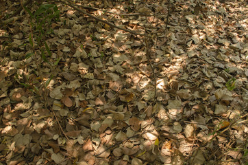 Dry leaves that fall on the floor