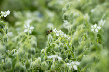 borage flower