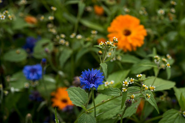 Flowers
