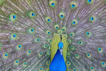 Obraz premium peacock with feathers