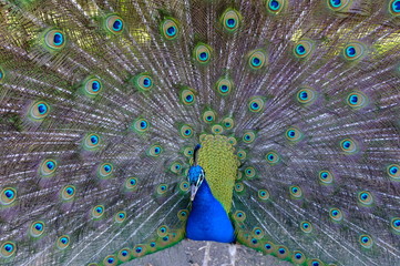 Fototapeta premium peacock with feathers
