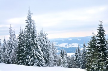 Bottom view massive chic snowy fir trees