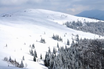 Fototapeta na wymiar Hill, spruce and pine trees covered in snow