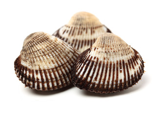 Fresh raw sea cockles clams display for sale isolated on a white background