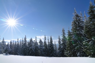 Fototapeta na wymiar Sunny day in the winter forest