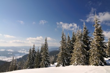 Beautiful snow-covered slope with fir trees