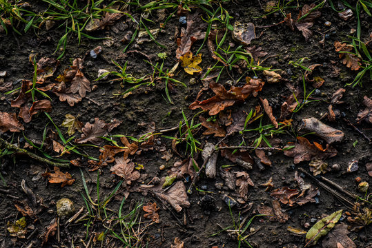 Autumnal forrest floor background texture
