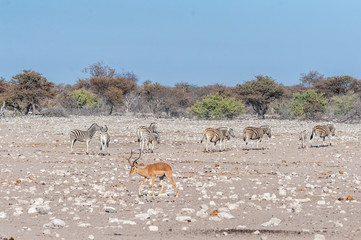 Fototapeta na wymiar One Impala - Aepyceros melampus- with a group of Burchells Plains Zebras -Equus quagga burchelli- in the background, grazing on the plains of Etosha National Park.