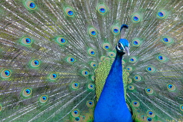 peacock with feathers