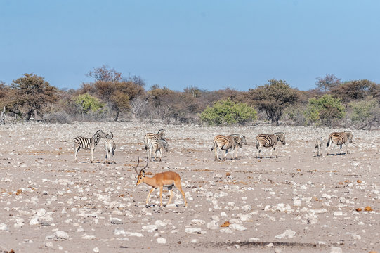 One Impala - Aepyceros melampus- with a group of Burchells Plains Zebras -Equus quagga burchelli- in the background, grazing on the plains of Etosha National Park.