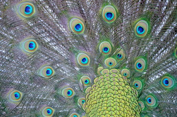 Obraz premium peacock with feathers