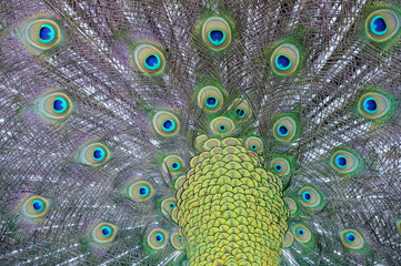 Obraz premium peacock with feathers