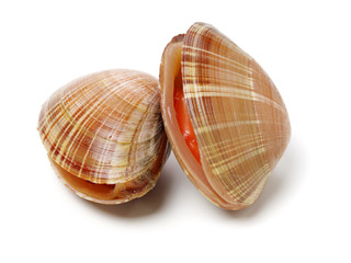 Stacked fresh raw clams on white background