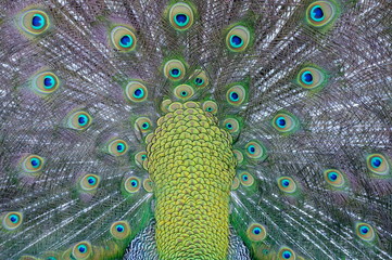 Obraz premium peacock with feathers