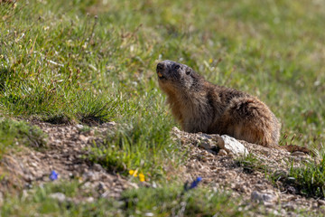 Curious groundhog next to his burrow, Vercors, France