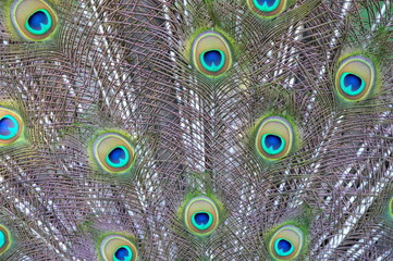 peacock with feathers