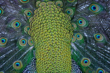 Fototapeta premium peacock with feathers
