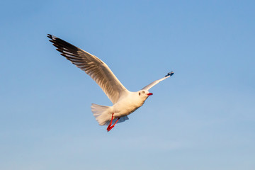Seagull bird flying on sea at Bang poo, Samutprakan, Thailand.
