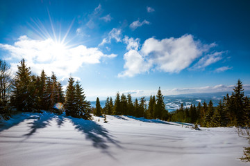 Mesmerizing positive landscape of tall slender fir
