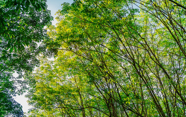 Plantation tree rubber or latex tree rubber in southern Thailand