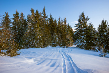 Beautiful sunny landscape of fluffy fir trees