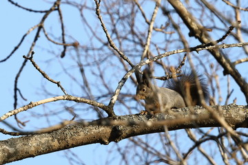 Eurasian red squirrel (Sciurus vulgaris mantchuricus) on the tree branch on blue sky background.