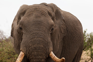 Fototapeta premium Elephant Face Closeup in Kruger Park South Africa