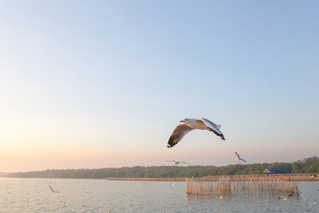 Seagull bird flying on sea at Bang poo, Samutprakan, Thailand.