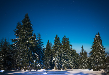 Naklejka na ściany i meble Bewitching magical landscape of snowy tall fir